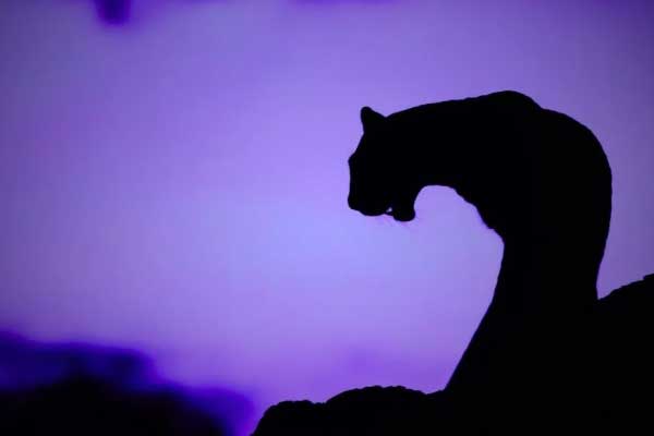 Katz Stealer Malware Is a One Hundred Dollar Per Month Threat That Steals Digital Identities